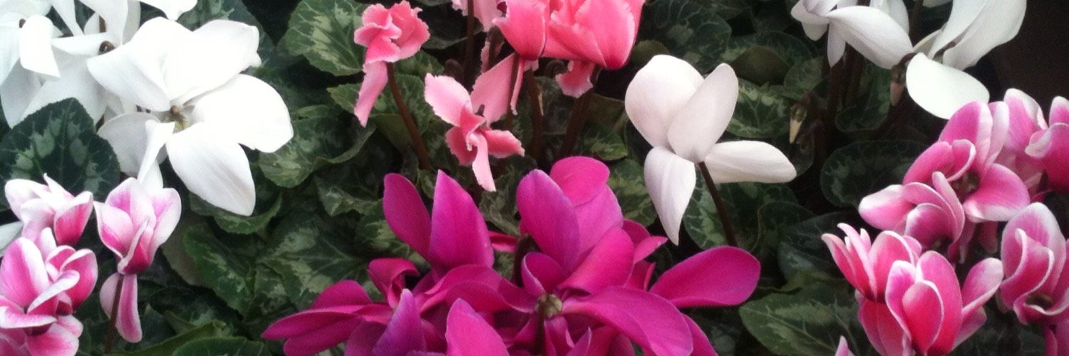 floremtz's profile banner image
