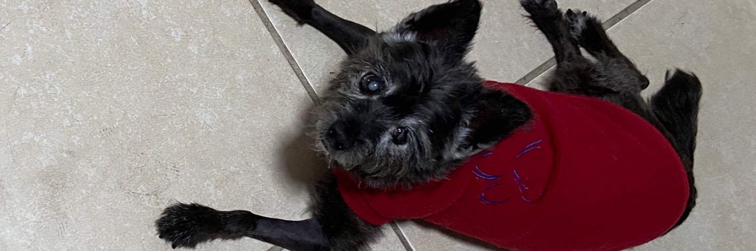 Querido Cachorro banner