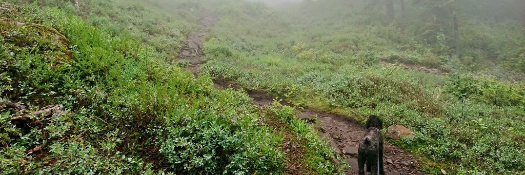 alexa 💖💜💙 banner