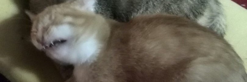 Milenamila28's profile banner image
