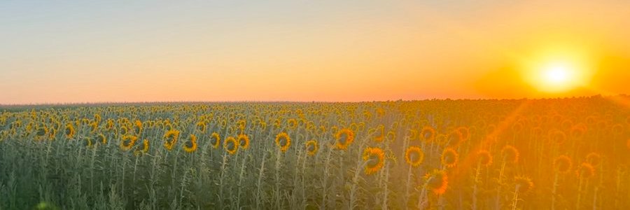 Калікун Stuck at 5k 🇺🇦🇺🇸 🧀 🎗️ 🐕🌻 banner