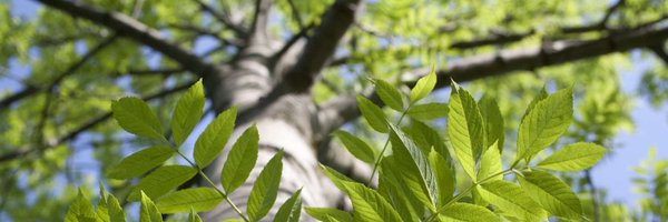 caringfortrees Profile Banner