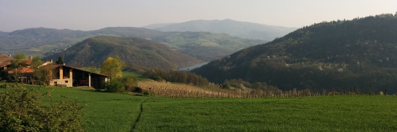Mattia banner