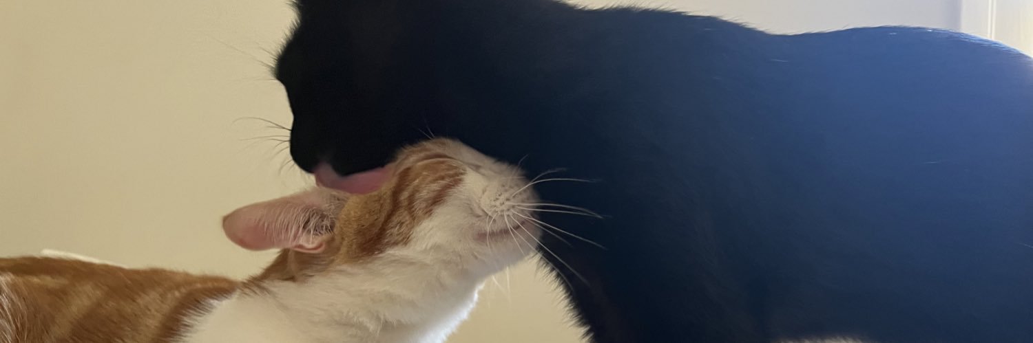 meowdotmp4 banner