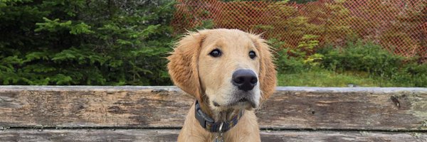 keepingpenney Profile Banner