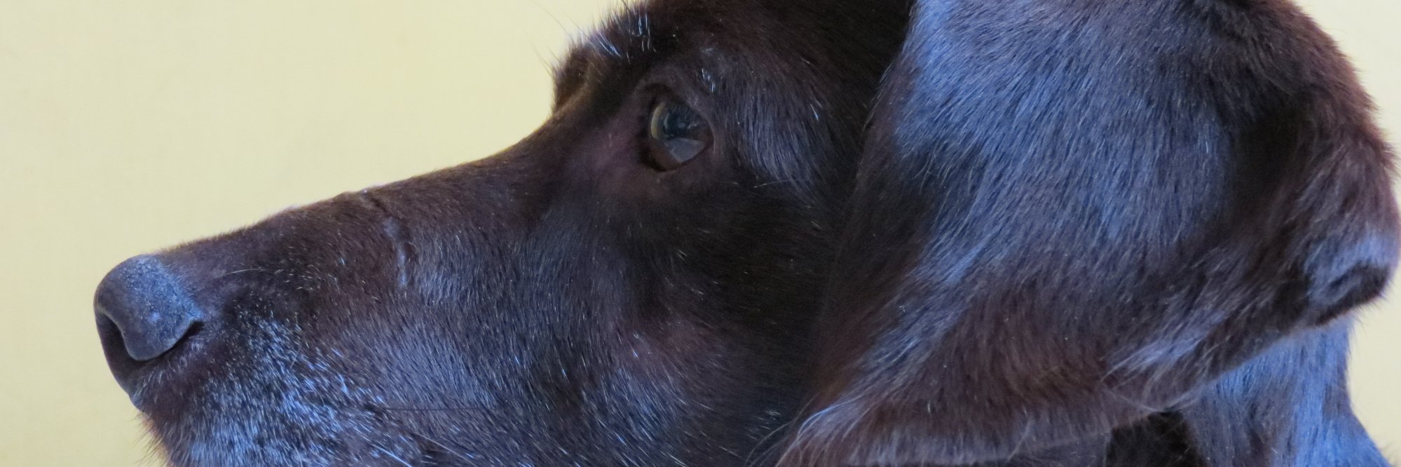 msotoopazo's profile banner image