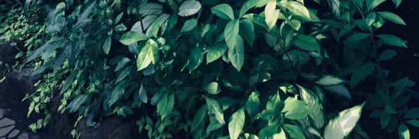 mito_kashi Profile Banner