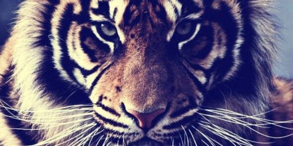anto_nimo's profile banner image