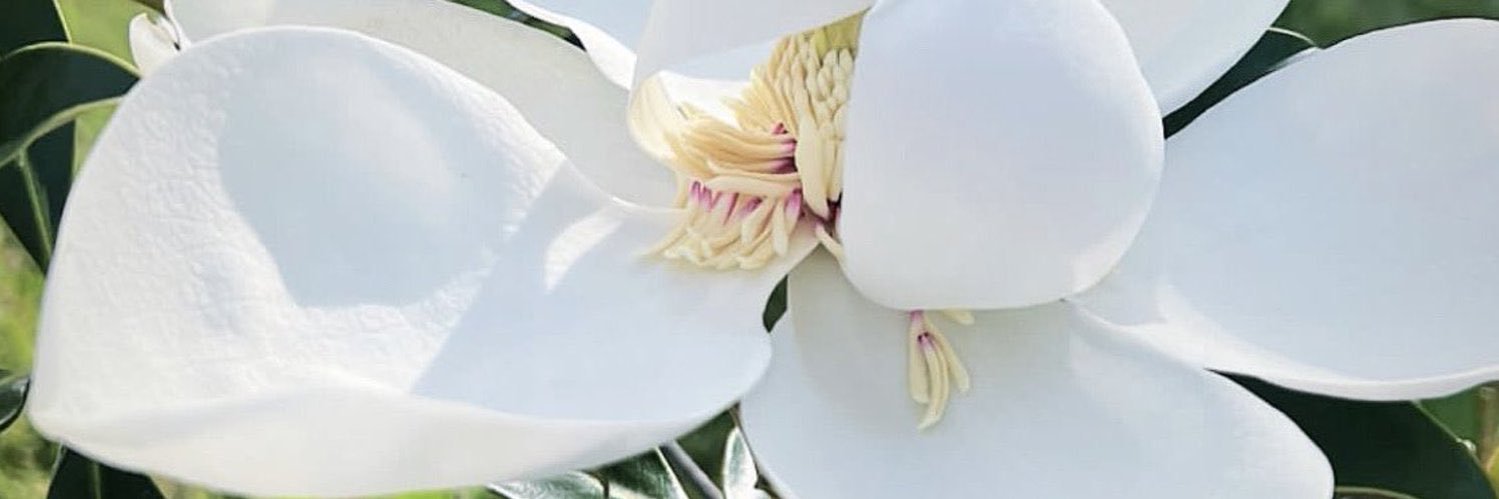 Mildred2344's profile banner image