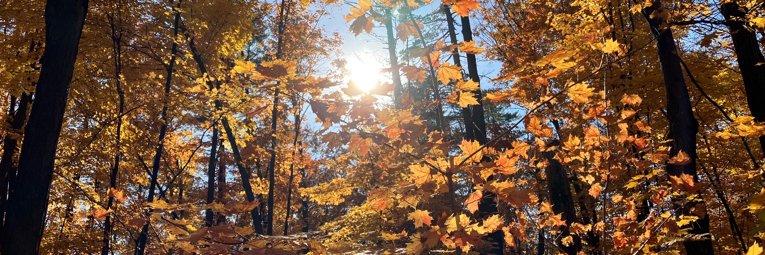 LisaBuccini's profile banner image