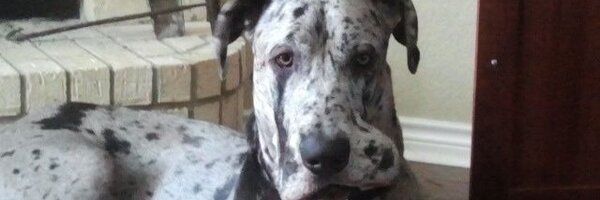 MarkTMangum Profile Banner