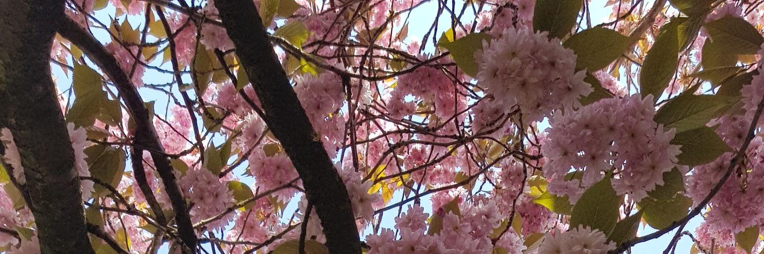 MissWatters4's profile banner image