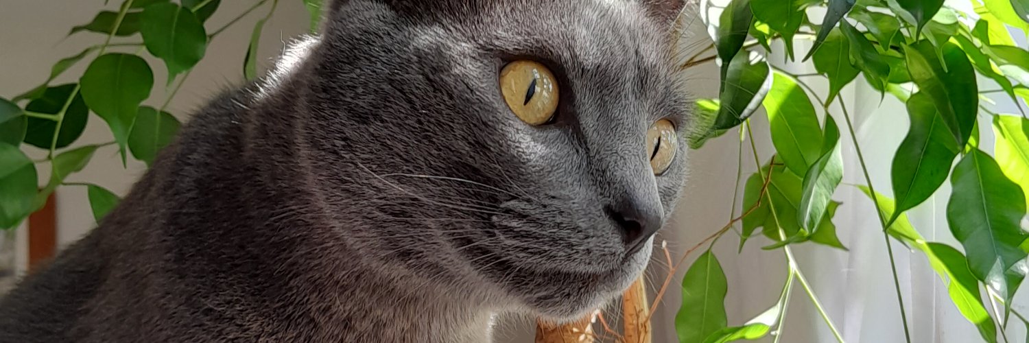 marijosearruda's profile banner image