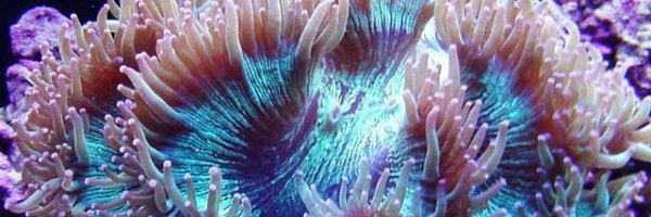 Aquarium Illusions Profile Banner