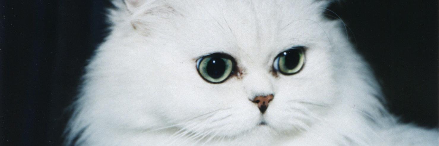 AnniTiger52's profile banner image