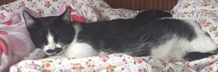 lullybazan's profile banner image