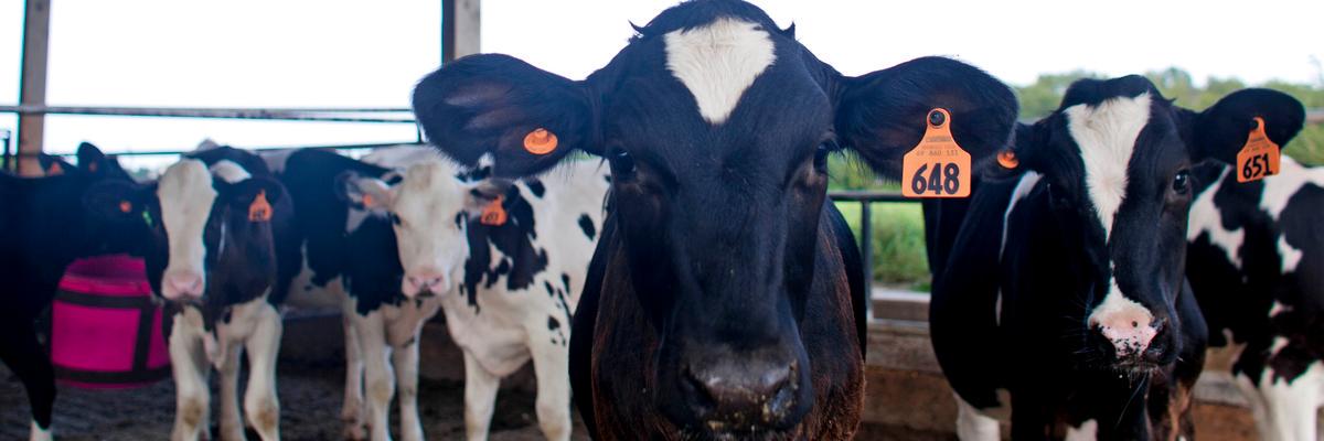 PEGForage's profile banner image