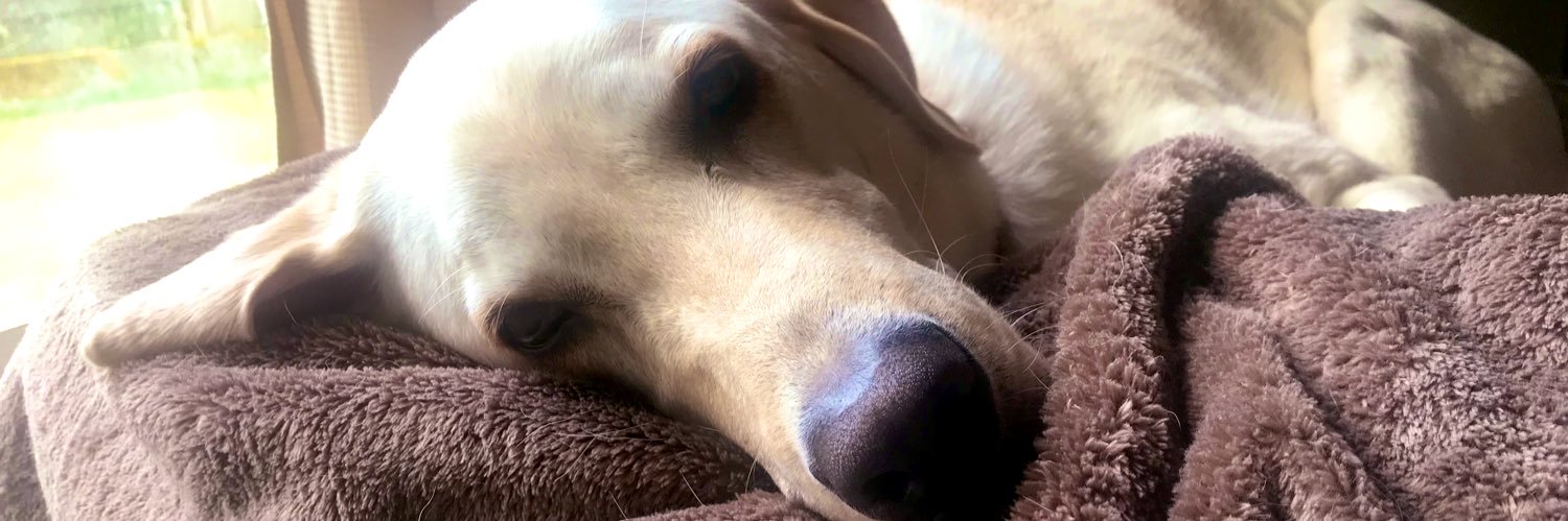 Pat Thompson 🐘🐻‍❄️🐢🐳 banner