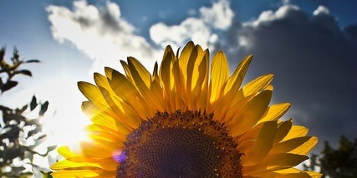 caramarinara's profile banner image