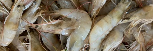 JspFisheries Profile Banner