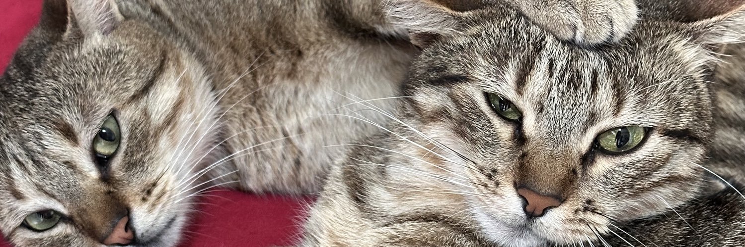 ozuu__'s profile banner image