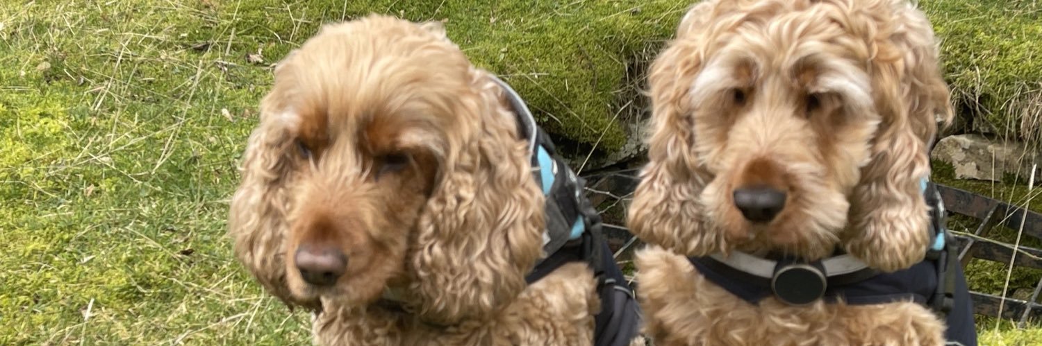 Tony ✈️ 🎷🎬 🐶🎭 banner