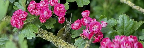 drtranfield Profile Banner