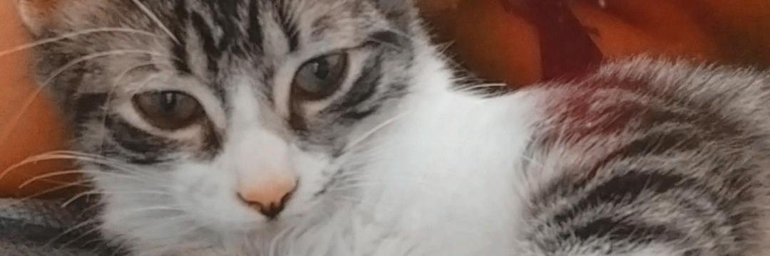 JazminElia's profile banner image