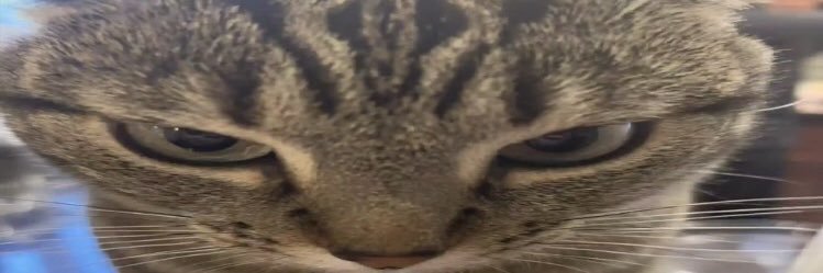 juliaaa 🦋 banner