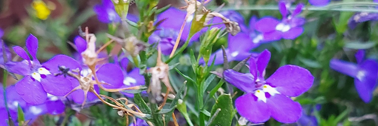 deadratman's profile banner image