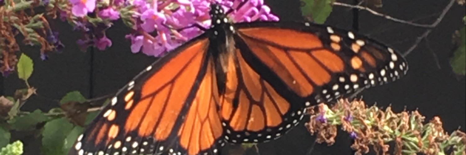 joanne schaeffer banner