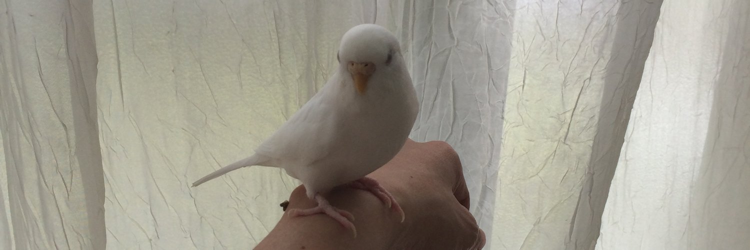 ubotty's profile banner image
