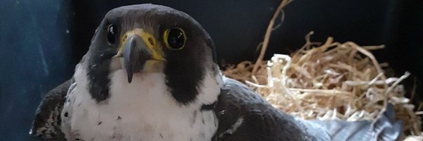 KPeregrines Profile Banner