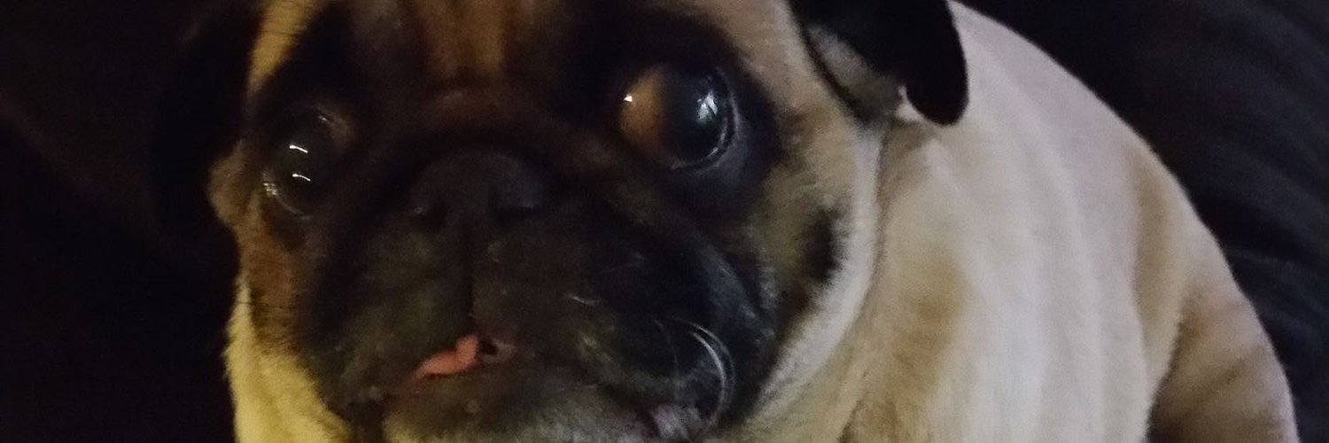 pugloveme's profile banner image