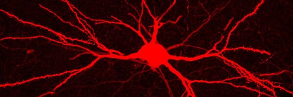TheBrunoCortex Profile Banner