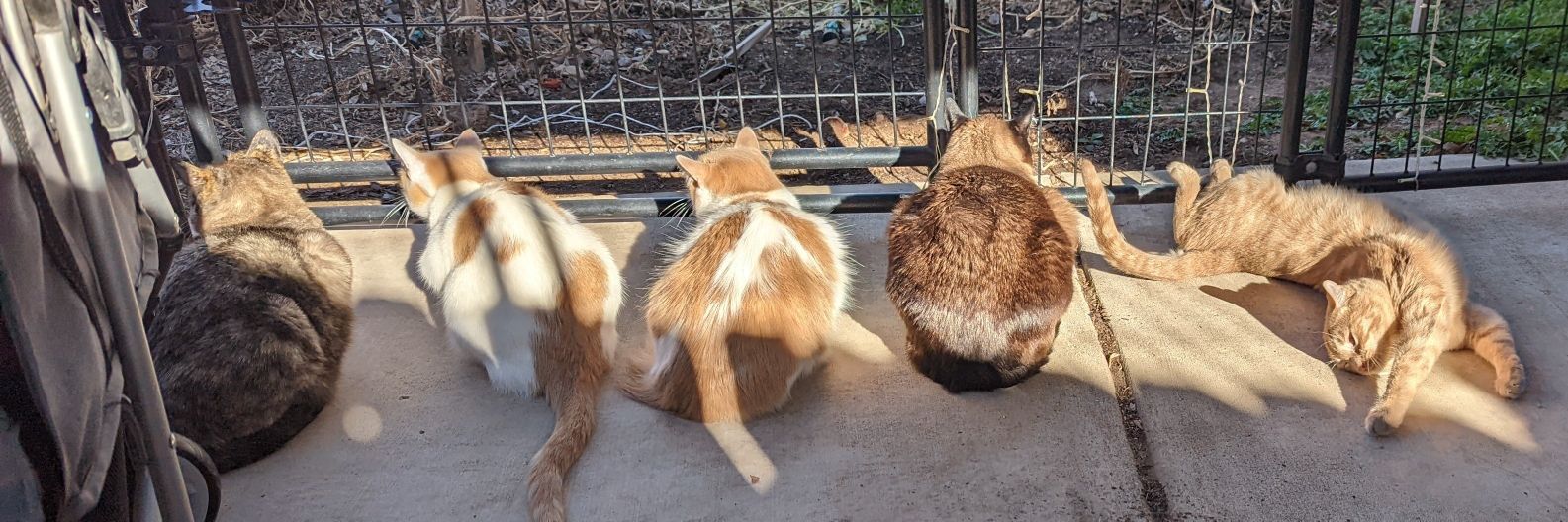 Dr Strange PhD, Cat Lackey 😸 banner