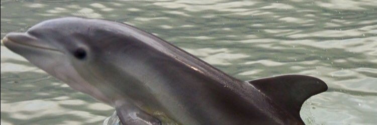 shay_lick's profile banner image