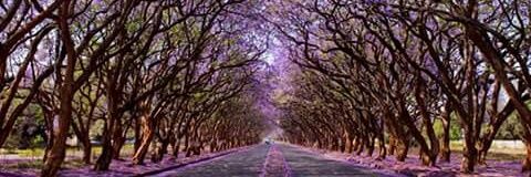 RaraSyaffia's profile banner image
