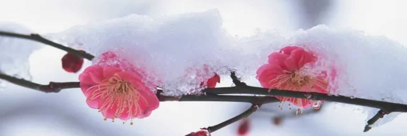 Snowdrift~'s banner