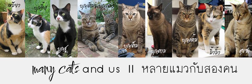 ManyCatz2511's profile banner image