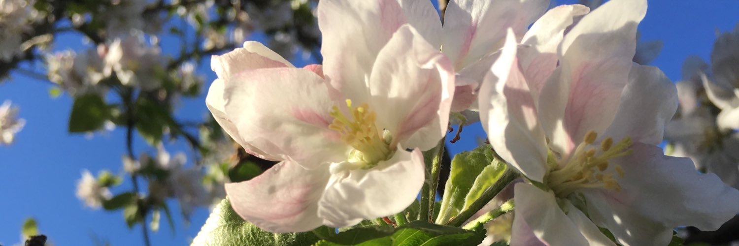 Judith Zuijderhoudt 💉 banner