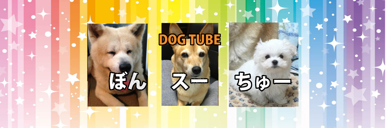 yakinikutamaran's profile banner image