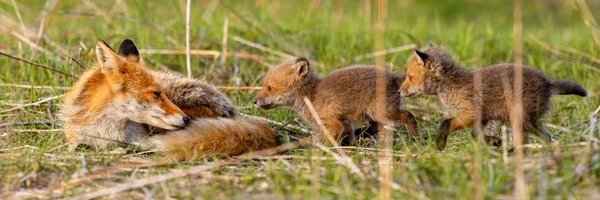 taka_neko_gt3 Profile Banner