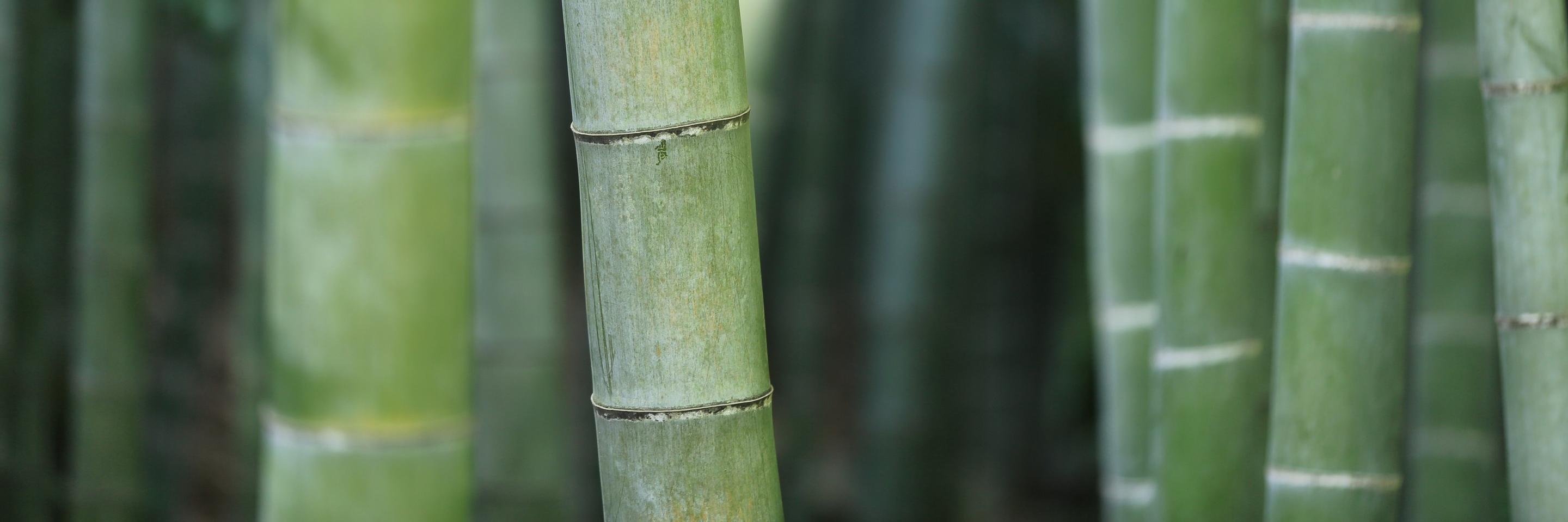 MikeAtlas's profile banner image