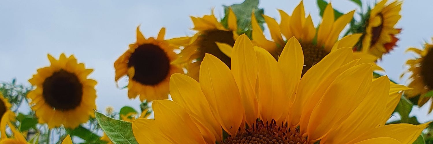 Tiwiwulandr's profile banner image