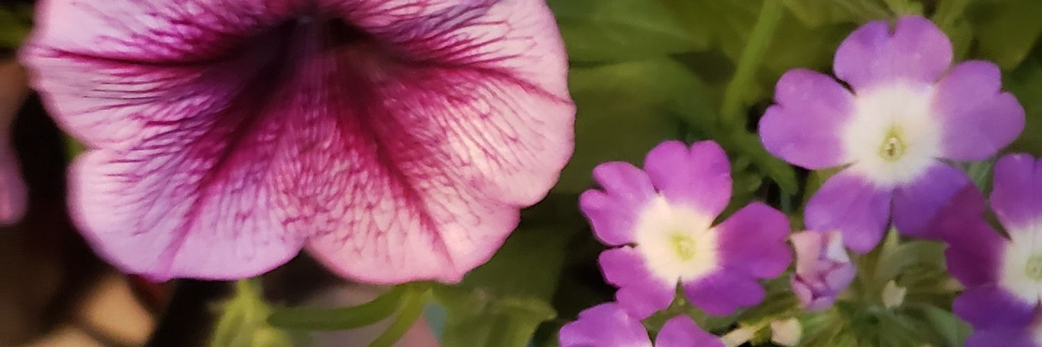 lolraye's profile banner image