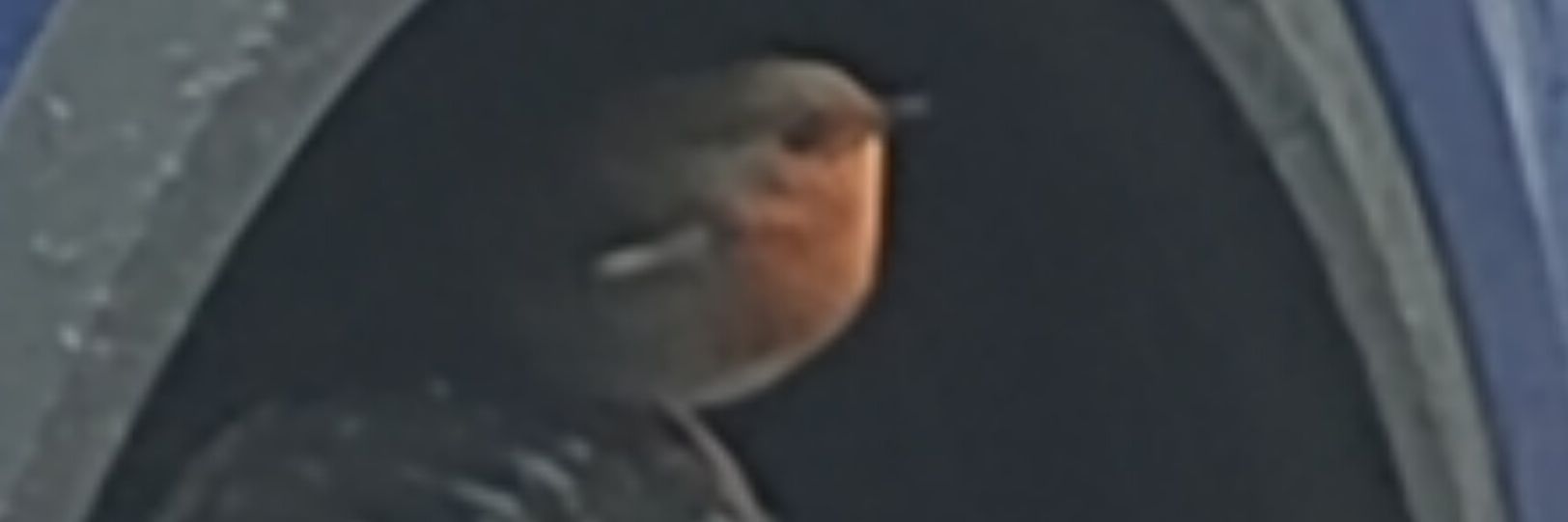 Kim Richards 🏴󠁧󠁢󠁷󠁬󠁳󠁿🇪🇺🤗📖 banner