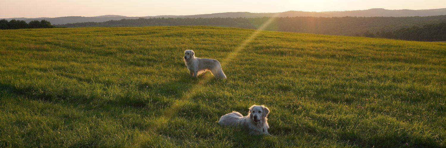 grace_syl's profile banner image