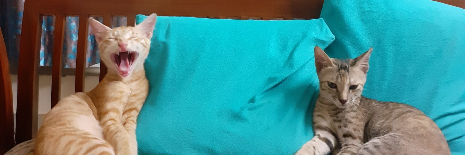 nirvairzc99's profile banner image