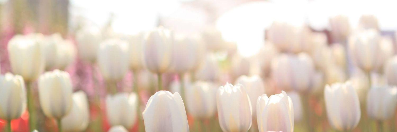 delia_appiah's profile banner image
